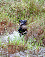 Hunt test dog with bird